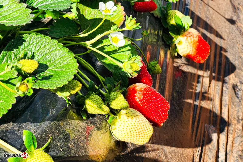 Reportage. Comment Marjane s'approvisionne éco-responsable auprès de producteurs locaux Reportage. Comment Marjane s'approvisionne éco-responsable auprès de producteurs locaux