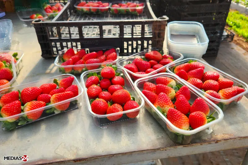 Reportage. Comment Marjane s'approvisionne éco-responsable auprès de producteurs locaux Reportage. Comment Marjane s'approvisionne éco-responsable auprès de producteurs locaux