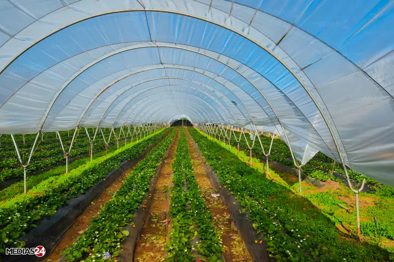 Reportage. Comment Marjane s'approvisionne éco-responsable auprès de producteurs locaux Reportage. Comment Marjane s'approvisionne éco-responsable auprès de producteurs locaux