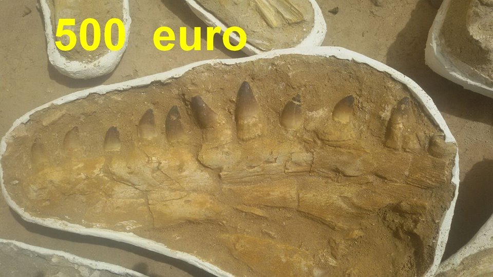 Le Maroc, paradis de la paléontologie et du trafic de fossiles Le Maroc, paradis de la paléontologie et du trafic de fossiles