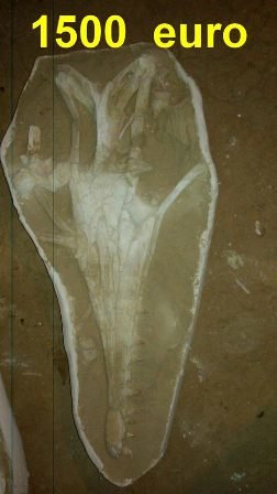 Le Maroc, paradis de la paléontologie et du trafic de fossiles Le Maroc, paradis de la paléontologie et du trafic de fossiles