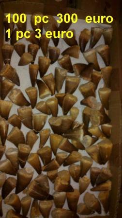 Le Maroc, paradis de la paléontologie et du trafic de fossiles Le Maroc, paradis de la paléontologie et du trafic de fossiles