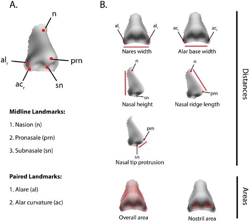 Etude. La forme du nez est influencée par le climat Etude. La forme du nez est influencée par le climat