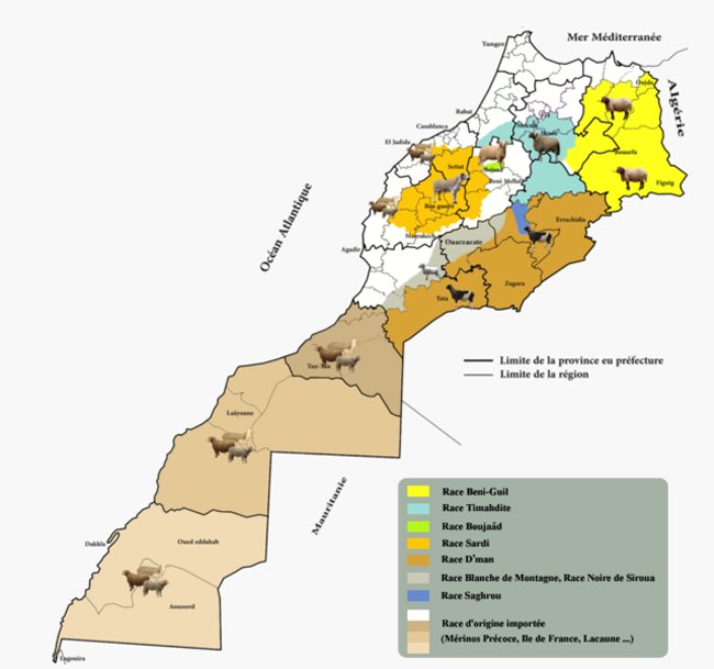 Aid Al Adha. Les prix des moutons estimés entre 40 et 52 DH/kg Aid Al Adha. Les prix des moutons estimés entre 40 et 52 DH/kg