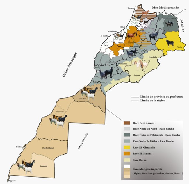 Aid Al Adha. Les prix des moutons estimés entre 40 et 52 DH/kg Aid Al Adha. Les prix des moutons estimés entre 40 et 52 DH/kg
