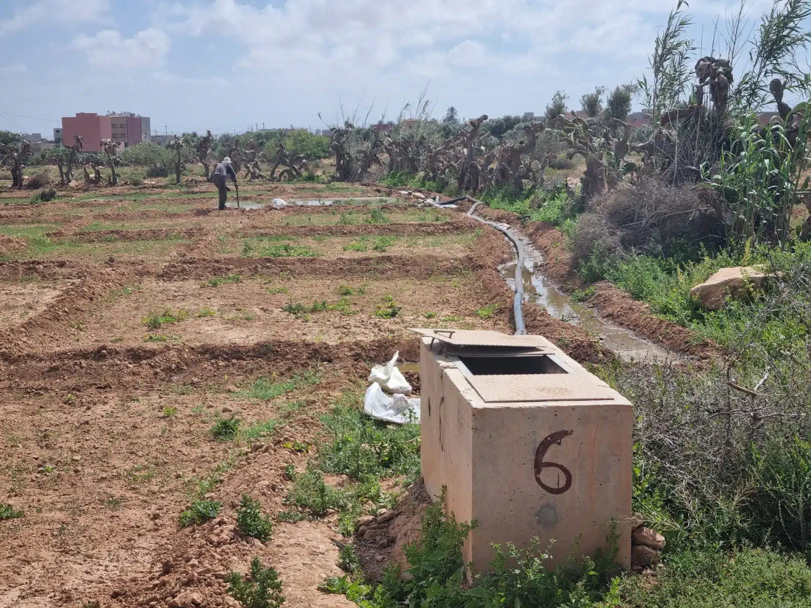 Irrigation. À Tiznit, les eaux usées épurées, une aubaine pour régénérer les parcelles agricoles Irrigation. À Tiznit, les eaux usées épurées, une aubaine pour régénérer les parcelles agricoles