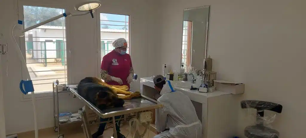 Voici comment l’Intérieur réagit à la problématique des chiens errants Voici comment l’Intérieur réagit à la problématique des chiens errants