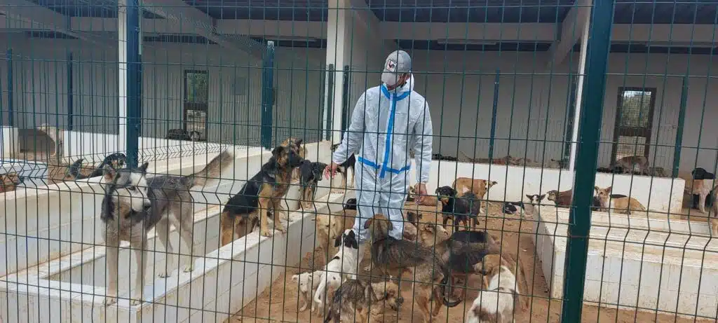 Voici comment l’Intérieur réagit à la problématique des chiens errants Voici comment l’Intérieur réagit à la problématique des chiens errants