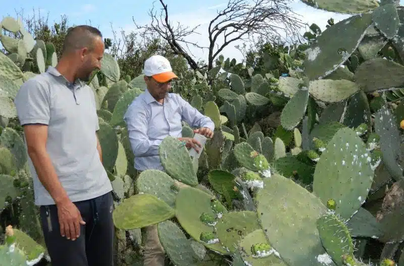 Le Maroc obtient des victoires contre la cochenille du cactus Le Maroc obtient des victoires contre la cochenille du cactus