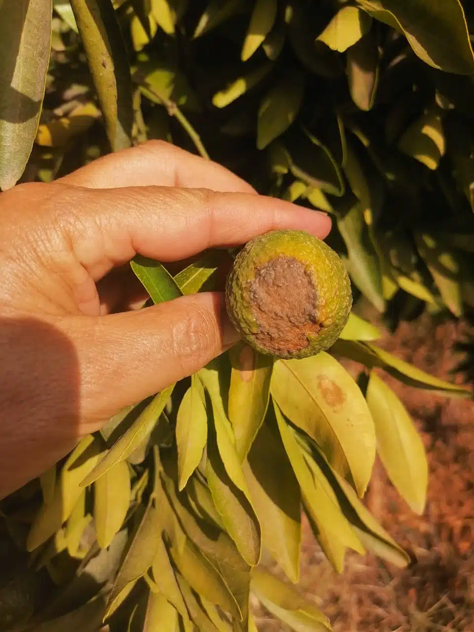 La canicule menace la survie des arbres fruitiers La canicule menace la survie des arbres fruitiers