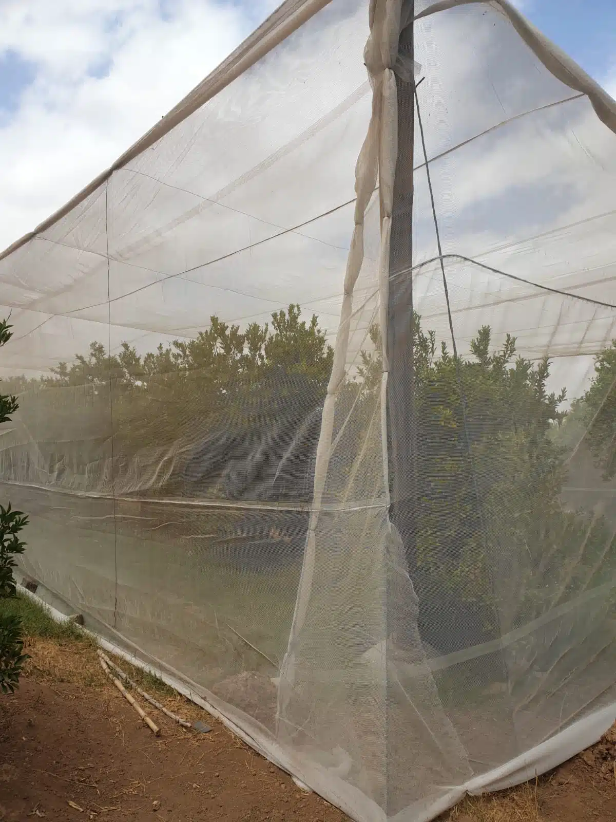 La canicule menace la survie des arbres fruitiers La canicule menace la survie des arbres fruitiers