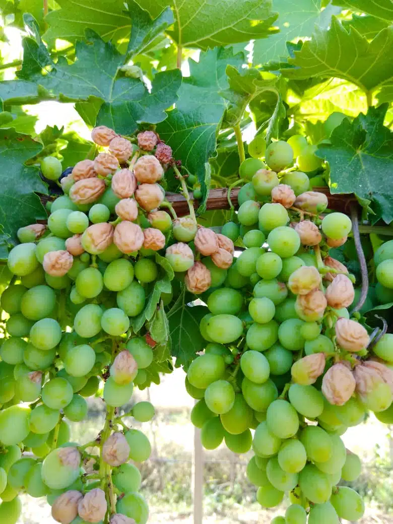 La canicule menace la survie des arbres fruitiers La canicule menace la survie des arbres fruitiers