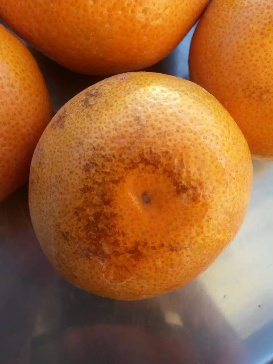 La canicule menace la survie des arbres fruitiers La canicule menace la survie des arbres fruitiers