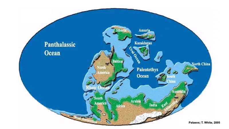 Voyage dans l’Anti-Atlas des créatures du monde marin disparu Voyage dans l’Anti-Atlas des créatures du monde marin disparu