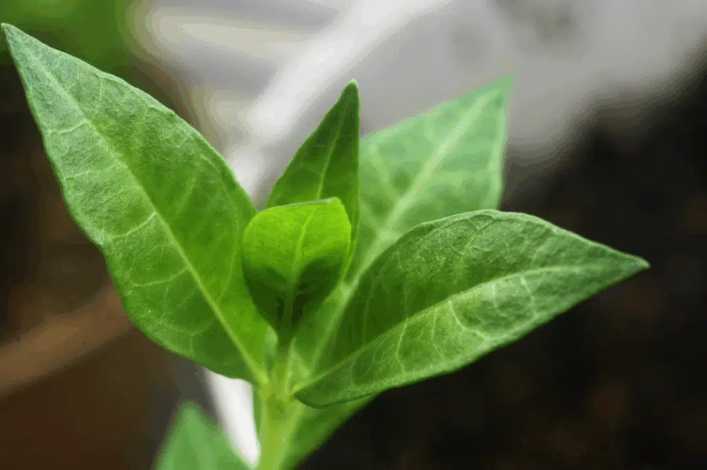 Phytothérapie. Mal utilisées, les plantes peuvent être toxiques, conseils d'expert Phytothérapie. Mal utilisées, les plantes peuvent être toxiques, conseils d'expert