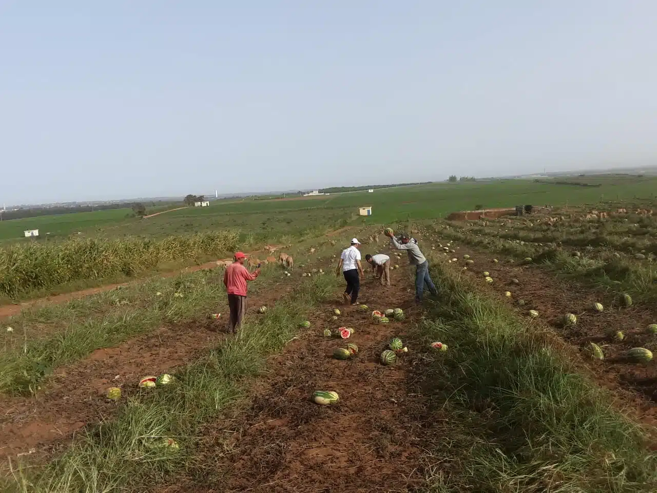 Questionnements autour de la salubrité des pastèques marocaines : Pesticides et conformité en débat Questionnements autour de la salubrité des pastèques marocaines : Pesticides et conformité en débat