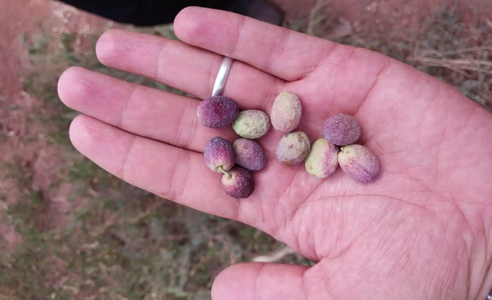 Malgré les conditions climatiques défavorables, une amélioration de la production oléicole est espérée Malgré les conditions climatiques défavorables, une amélioration de la production oléicole est espérée