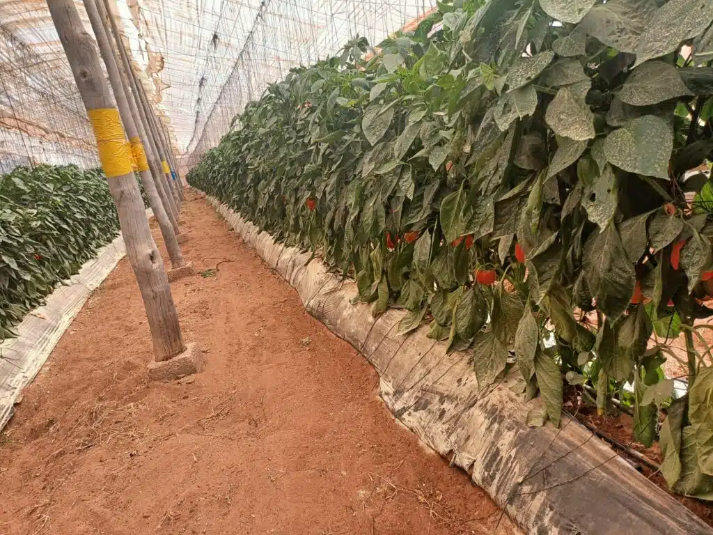 Forte hausse des prix de la tomate au Maroc : les explications de la profession Forte hausse des prix de la tomate au Maroc : les explications de la profession