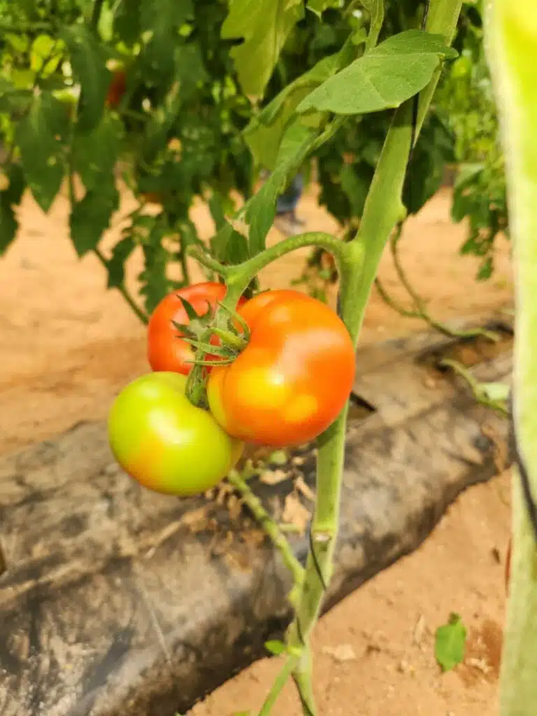 Forte hausse des prix de la tomate au Maroc : les explications de la profession Forte hausse des prix de la tomate au Maroc : les explications de la profession