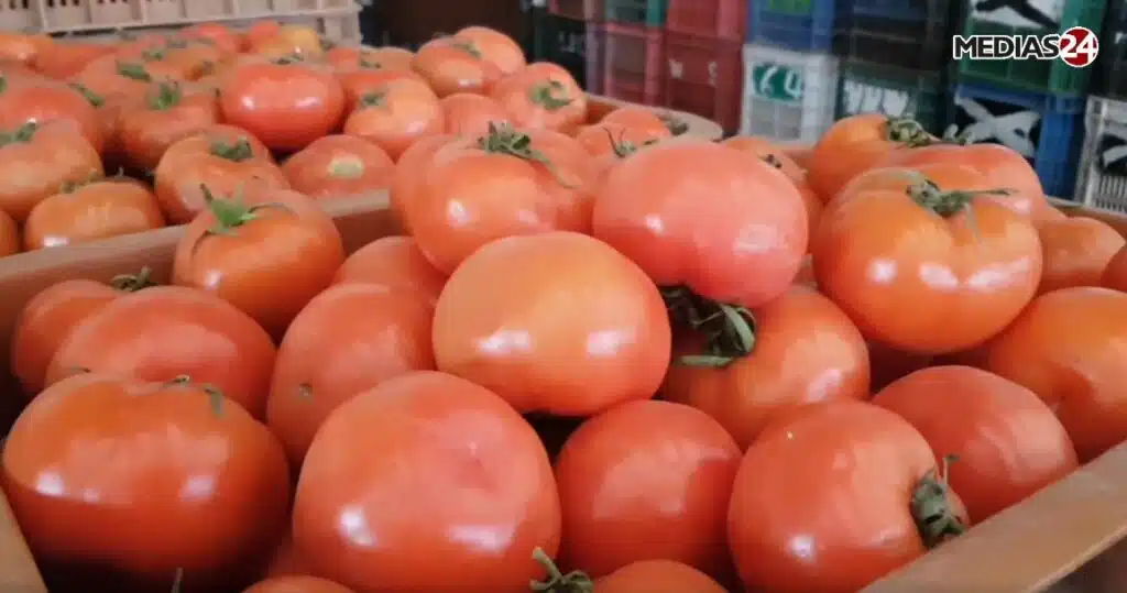 Forte hausse des prix de la tomate au Maroc : les explications de la profession Forte hausse des prix de la tomate au Maroc : les explications de la profession