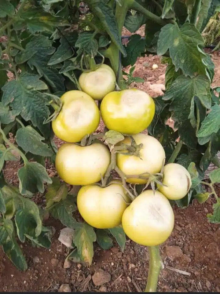 Forte hausse des prix de la tomate au Maroc : les explications de la profession Forte hausse des prix de la tomate au Maroc : les explications de la profession