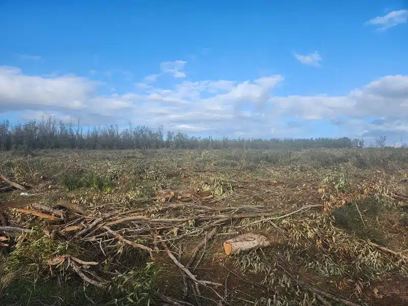 Opération de sauvetage de peuplement d’eucalyptus dans la forêt de Chiadma Opération de sauvetage de peuplement d’eucalyptus dans la forêt de Chiadma