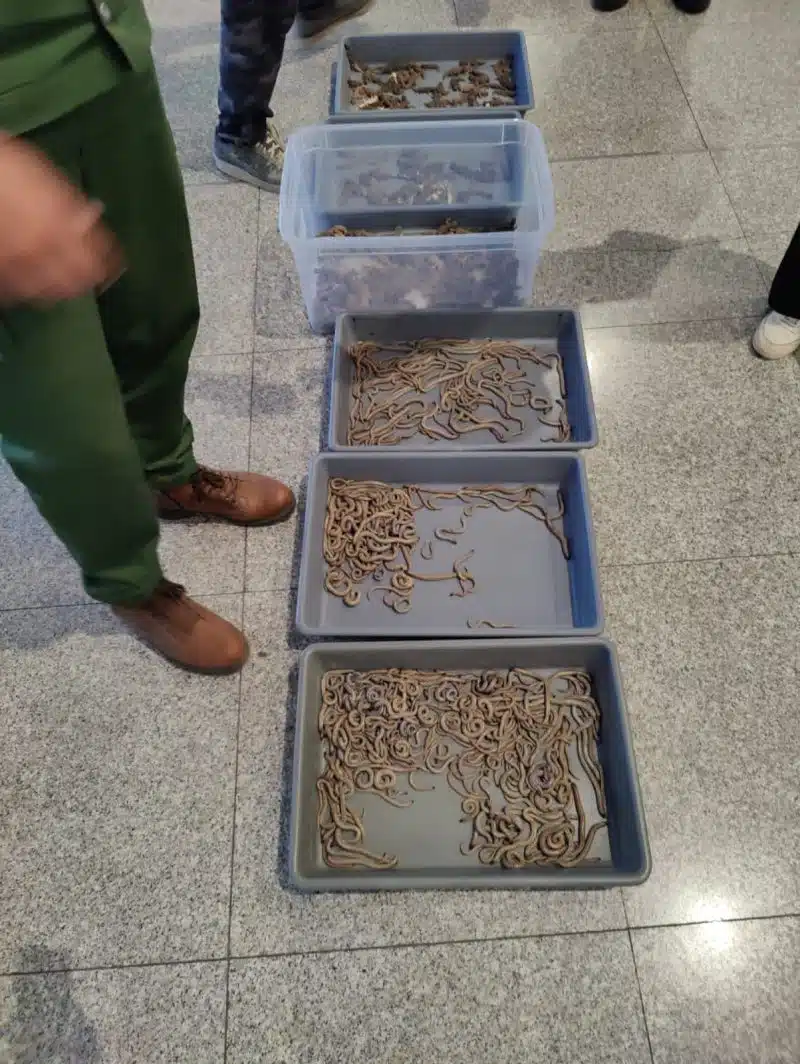 Des centaines de reptiles destinés à un trafic illégal interceptés à l'aéroport de Marrakech Des centaines de reptiles destinés à un trafic illégal interceptés à l'aéroport de Marrakech