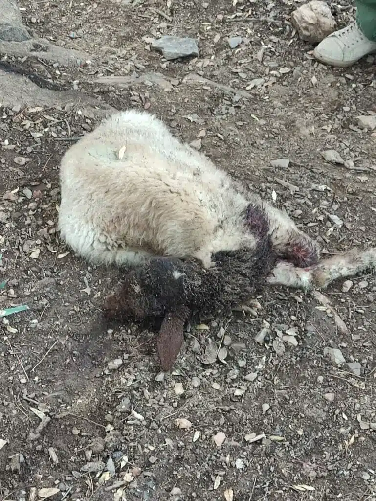 Des attaques de lion à Khénifra ? Une hypothèse à écarter selon l'ANEF Des attaques de lion à Khénifra ? Une hypothèse à écarter selon l'ANEF