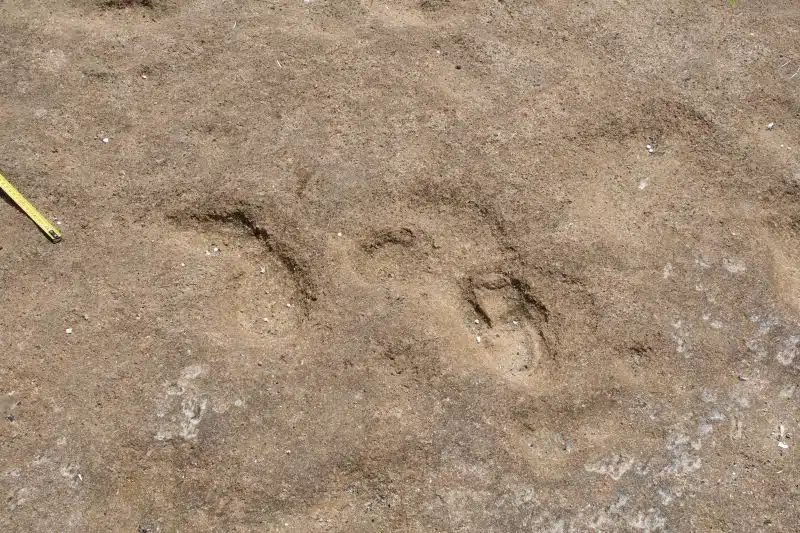 Découverte à Larache des plus anciennes empreintes humaines en Afrique du Nord, datant d’environ 100.000 ans Découverte à Larache des plus anciennes empreintes humaines en Afrique du Nord, datant d’environ 100.000 ans