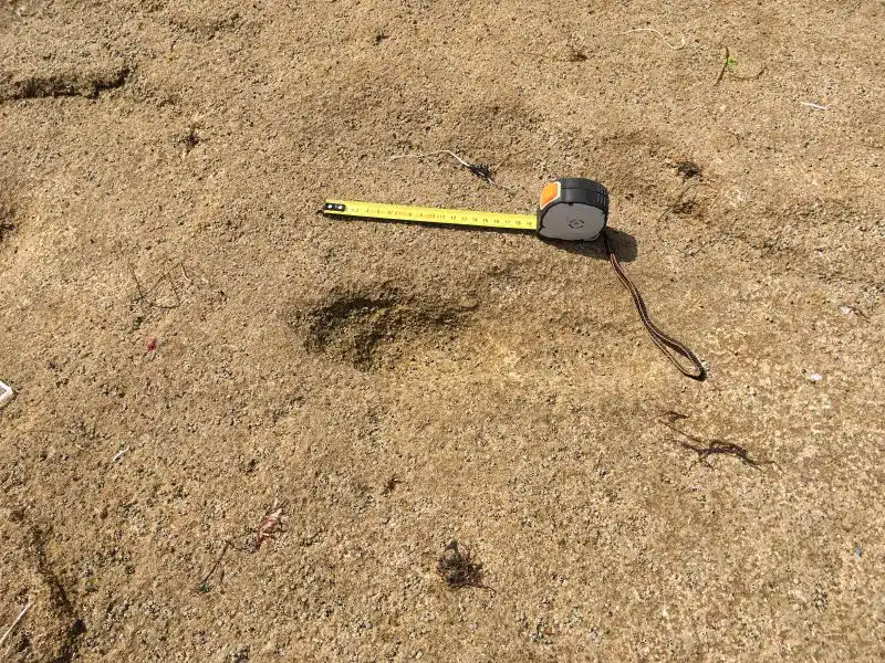 Découverte à Larache des plus anciennes empreintes humaines en Afrique du Nord, datant d’environ 100.000 ans Découverte à Larache des plus anciennes empreintes humaines en Afrique du Nord, datant d’environ 100.000 ans