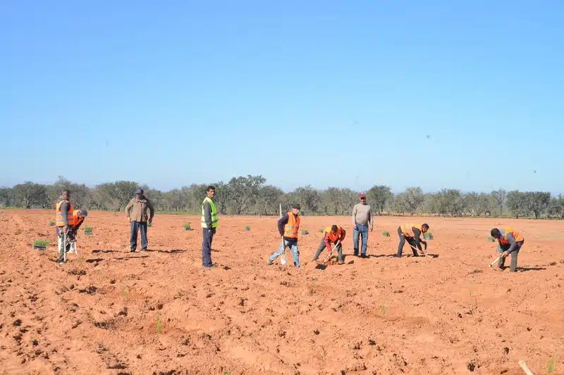 2.000 hectares prévus pour la campagne nationale de reboisement 2023-2024 2.000 hectares prévus pour la campagne nationale de reboisement 2023-2024