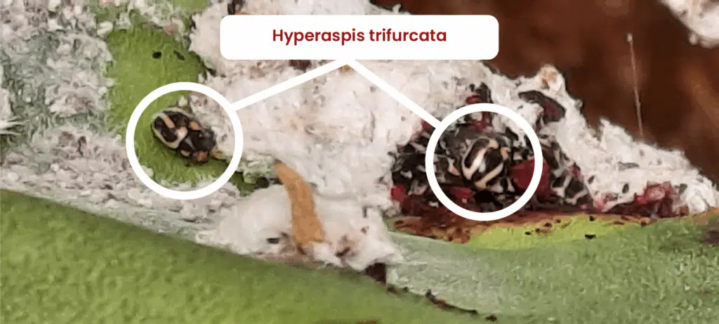 Le Maroc obtient des victoires contre la cochenille du cactus Le Maroc obtient des victoires contre la cochenille du cactus