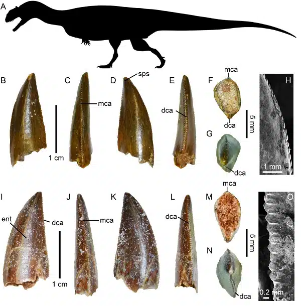Une nouvelle espèce de dinosaure identifiée à Kem Kem Une nouvelle espèce de dinosaure identifiée à Kem Kem