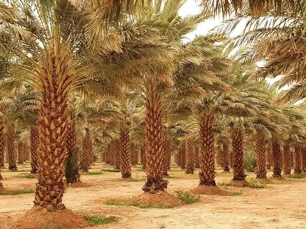 SIAM. Golden Palmiers remporte le prix de la meilleure unité de production agricole (palmier dattier) SIAM. Golden Palmiers remporte le prix de la meilleure unité de production agricole (palmier dattier)