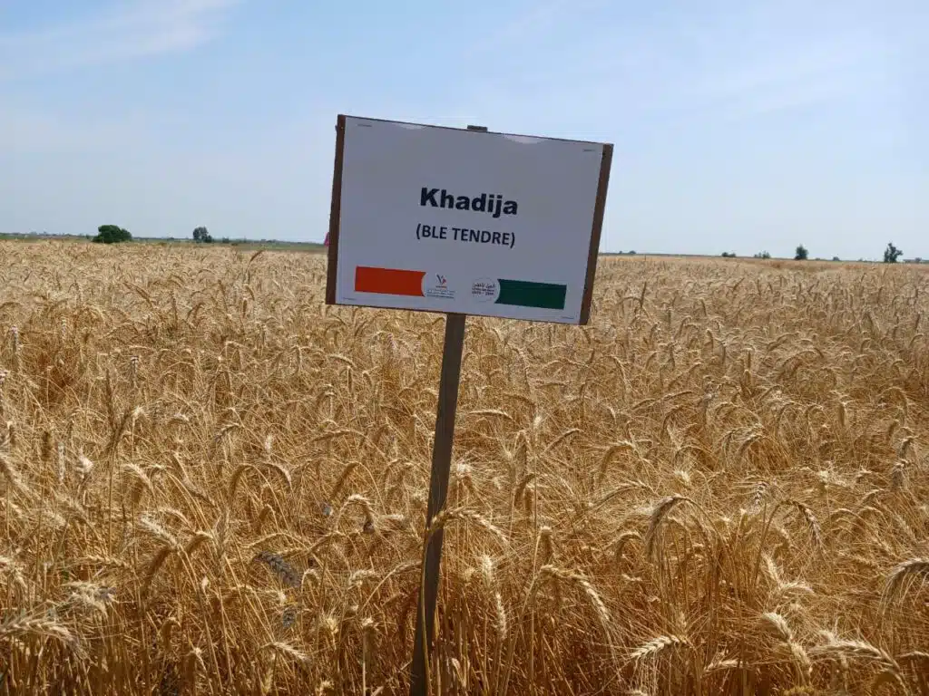 L’INRA présente aux agriculteurs ses nouvelles obtentions variétales productives et résistantes L’INRA présente aux agriculteurs ses nouvelles obtentions variétales productives et résistantes