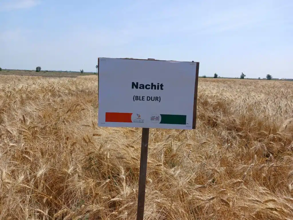 L’INRA présente aux agriculteurs ses nouvelles obtentions variétales productives et résistantes L’INRA présente aux agriculteurs ses nouvelles obtentions variétales productives et résistantes