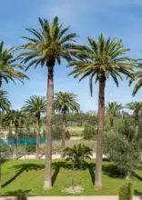 La Princesse Lalla Hasnaa inaugure le parc historique Lahboul à Meknès après sa rénovation La Princesse Lalla Hasnaa inaugure le parc historique Lahboul à Meknès après sa rénovation