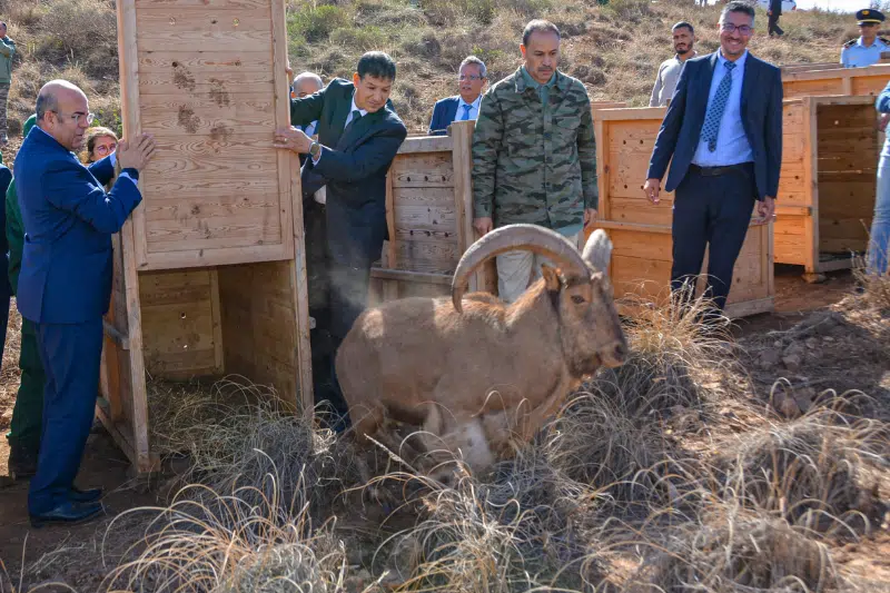 Chekhar à Jerada, un parc naturel pour redonner vie aux espèces menacées Chekhar à Jerada, un parc naturel pour redonner vie aux espèces menacées