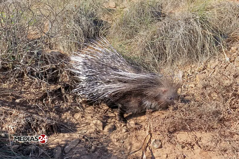 Chekhar à Jerada, un parc naturel pour redonner vie aux espèces menacées Chekhar à Jerada, un parc naturel pour redonner vie aux espèces menacées