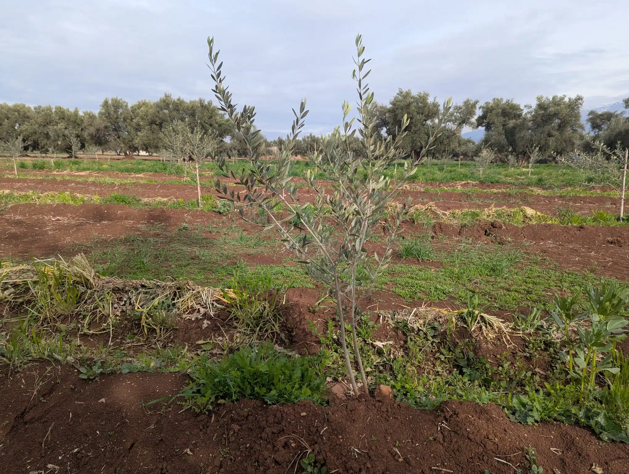 Reportage. À Afourer, les agriculteurs accusent le coup, mais ne baissent pas les bras Reportage. À Afourer, les agriculteurs accusent le coup, mais ne baissent pas les bras