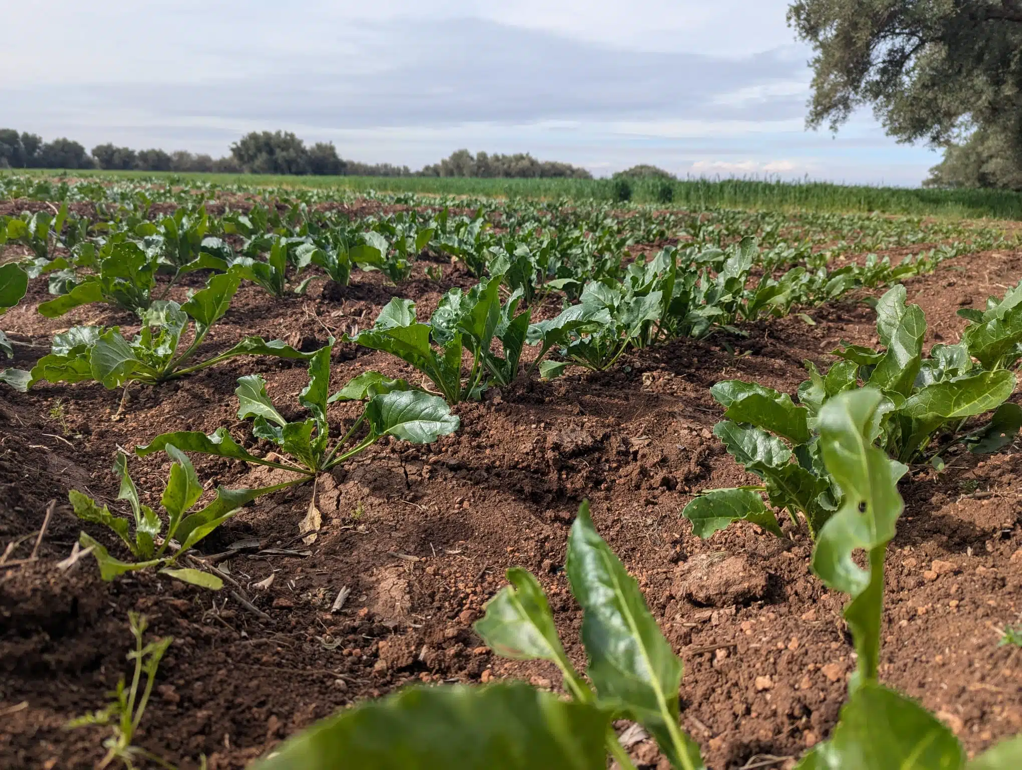 Reportage. À Afourer, les agriculteurs accusent le coup, mais ne baissent pas les bras Reportage. À Afourer, les agriculteurs accusent le coup, mais ne baissent pas les bras