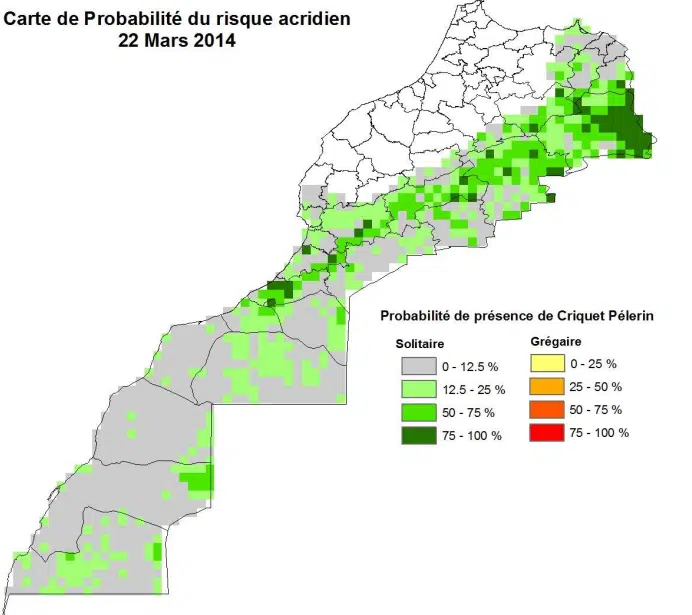 Criquets pèlerins. Le Maroc en état de vigilance contre une probable invasion Criquets pèlerins. Le Maroc en état de vigilance contre une probable invasion