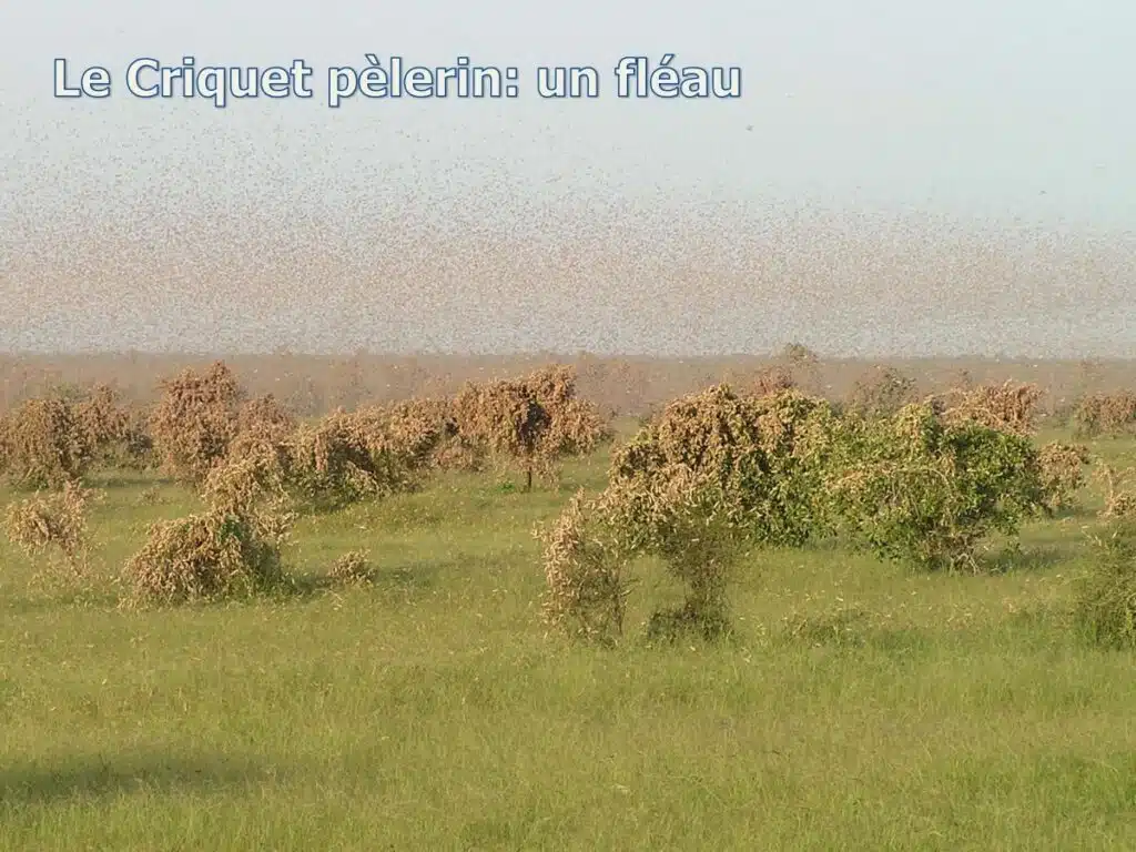 Criquets pèlerins : pas de risque imminent d’invasion au Maroc (Avis d’expert) Criquets pèlerins : pas de risque imminent d’invasion au Maroc (Avis d’expert)