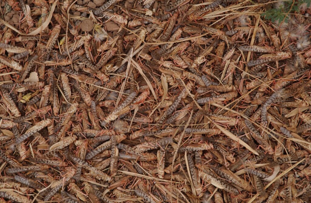 Criquets pèlerins : pas de risque imminent d’invasion au Maroc (Avis d’expert) Criquets