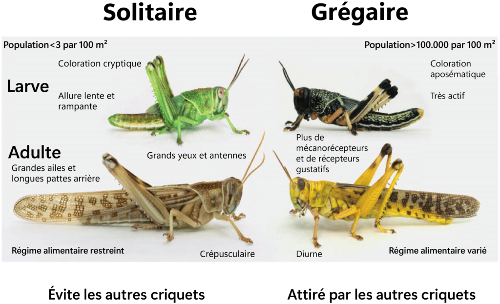 Criquets pèlerins : pas de risque imminent d’invasion au Maroc (Avis d’expert) Criquets