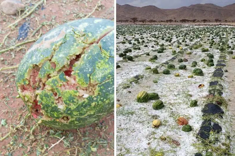 Zagora : la grêle détruit les cultures de pastèques et inonde plusieurs quartiers Zagora : la grêle détruit les cultures de pastèques et inonde plusieurs quartiers