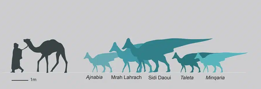 Taleta : une nouvelle espèce de dinosaure à bec de canard découverte au Maroc Taleta, une nouvelle espèce de dinosaure à bec de canard découverte au Maroc