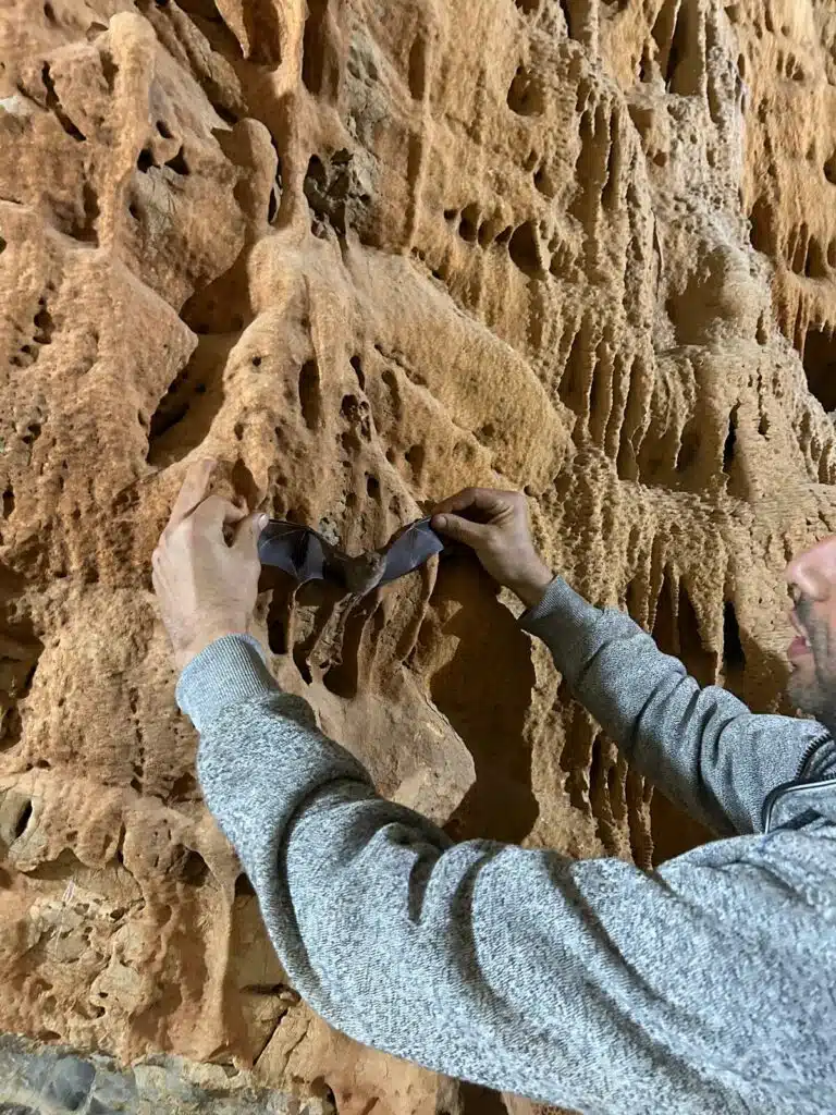 La grotte du Chameau, l'écrin des plus anciennes gravures rupestres d'Afrique du Nord Chauve souris dans la grotte du chameau