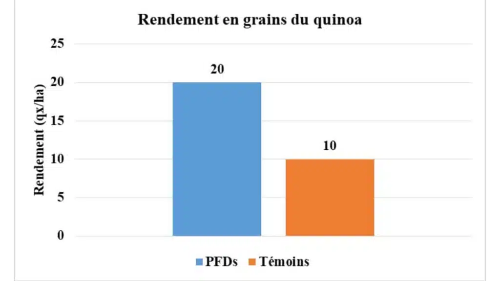 Le quinoa à Larache avec Al Moutmir : un rendement exceptionnel de 25 quintaux/ha Le quinoa à Larache avec Al Moutmir : un rendement exceptionnel de 25 quintaux/ha