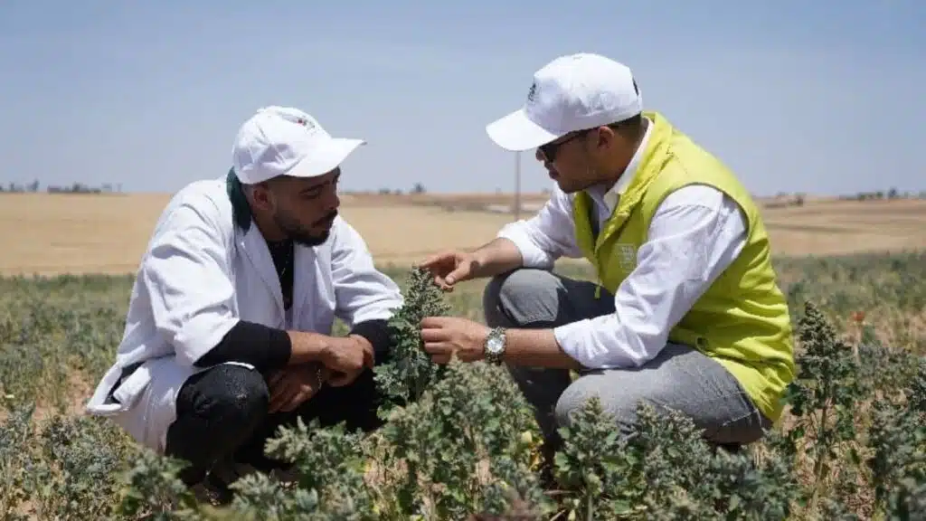 Le quinoa à Larache avec Al Moutmir : un rendement exceptionnel de 25 quintaux/ha Le quinoa à Larache avec Al Moutmir : un rendement exceptionnel de 25 quintaux/ha